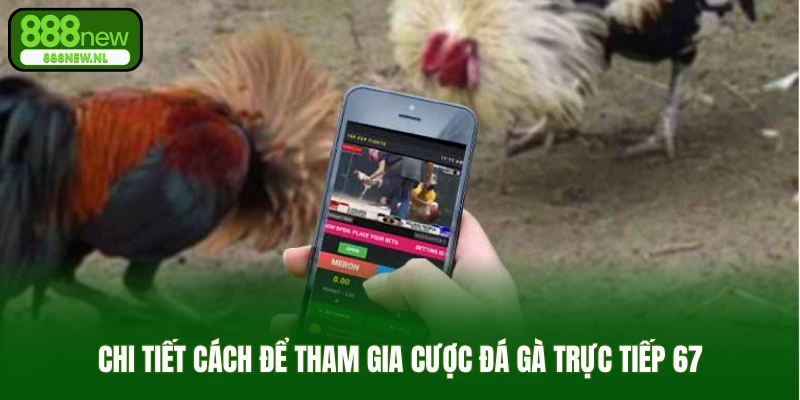 Chi tiết cách để tham gia cược đá gà trực tiếp 67