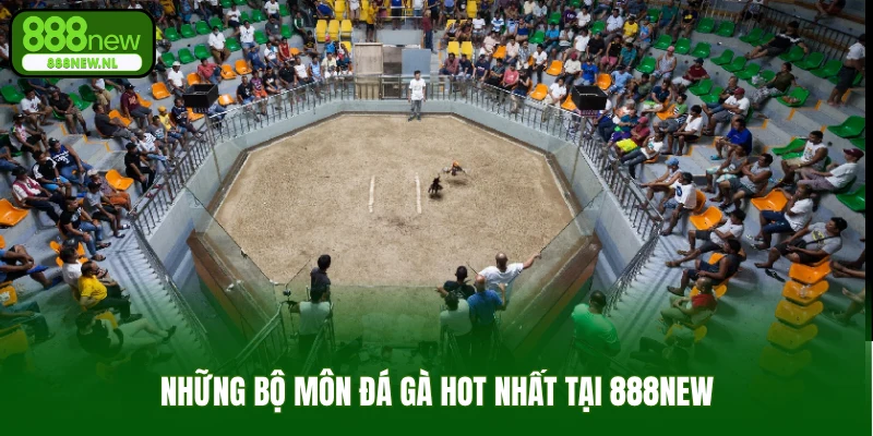 Những bộ môn đá gà hot nhất tại 888new